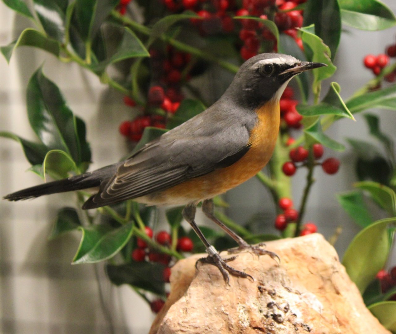 White-throated robin - male - Irania gutturalis