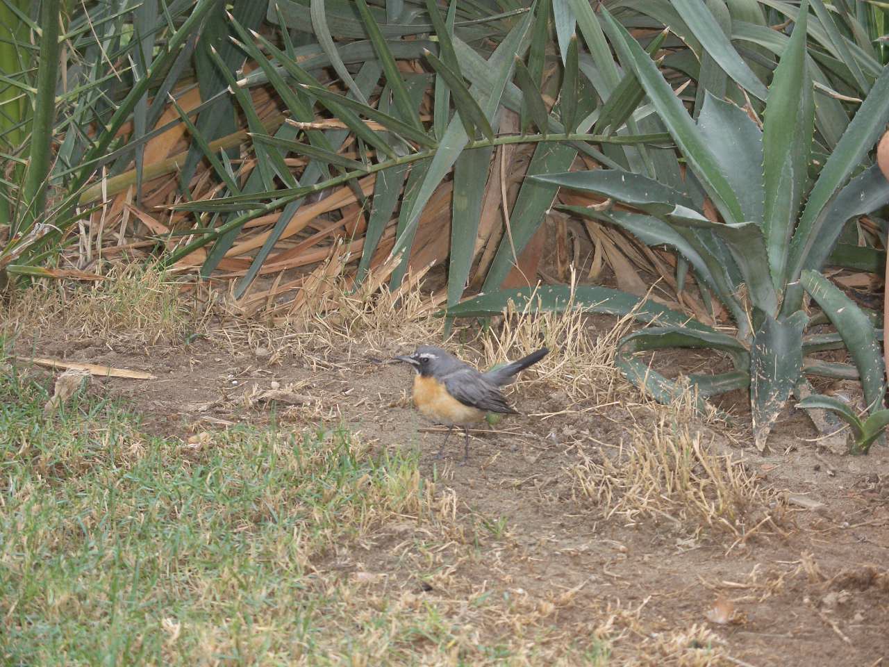white-throated robin