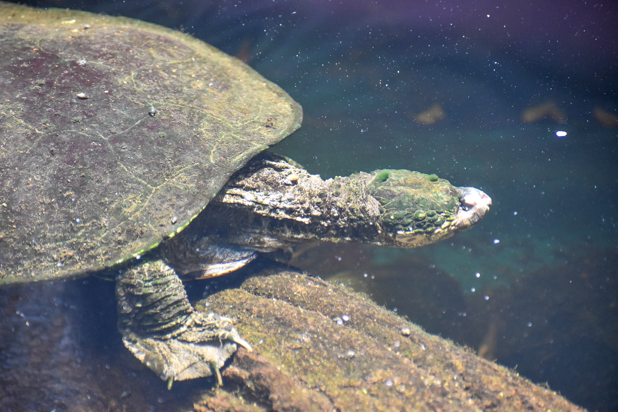 White-throated Snapping Turtle (Elseya albagula)