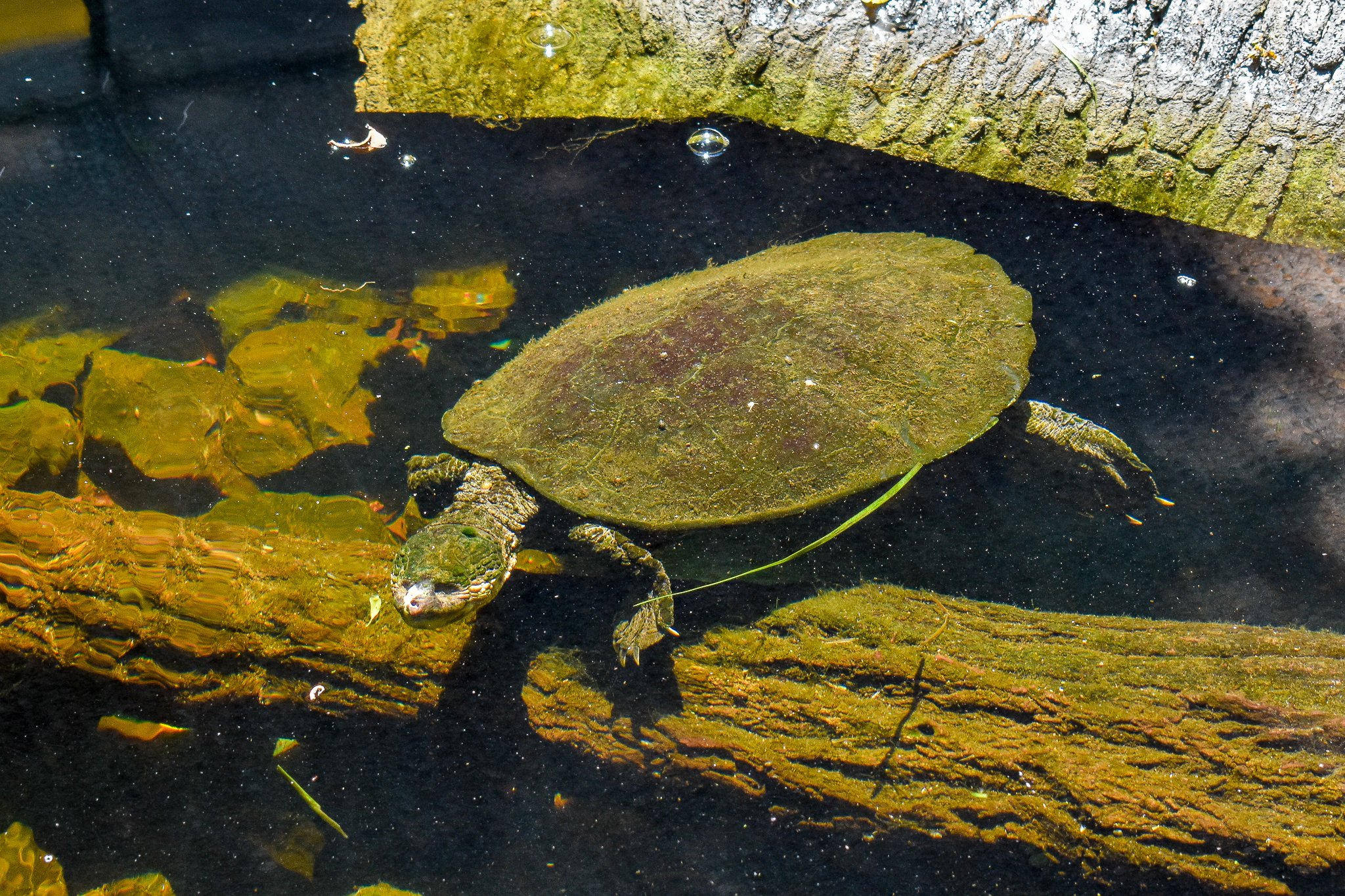 White-throated Snapping Turtle (Elseya albagula)
