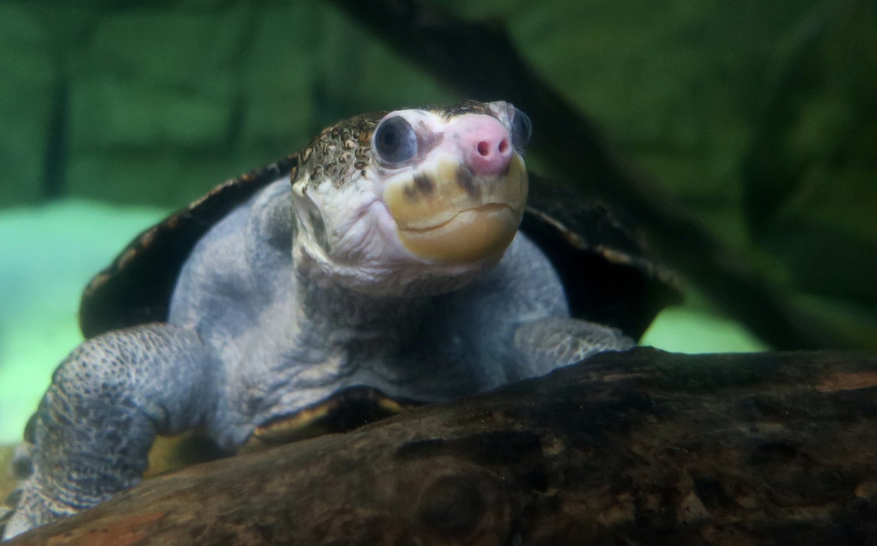 White-Throated Snapping Turtle (Elseya albagula)
