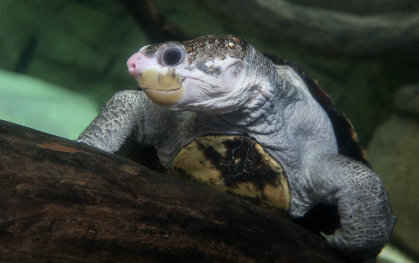 White-Throated Snapping Turtle (Elseya albagula)