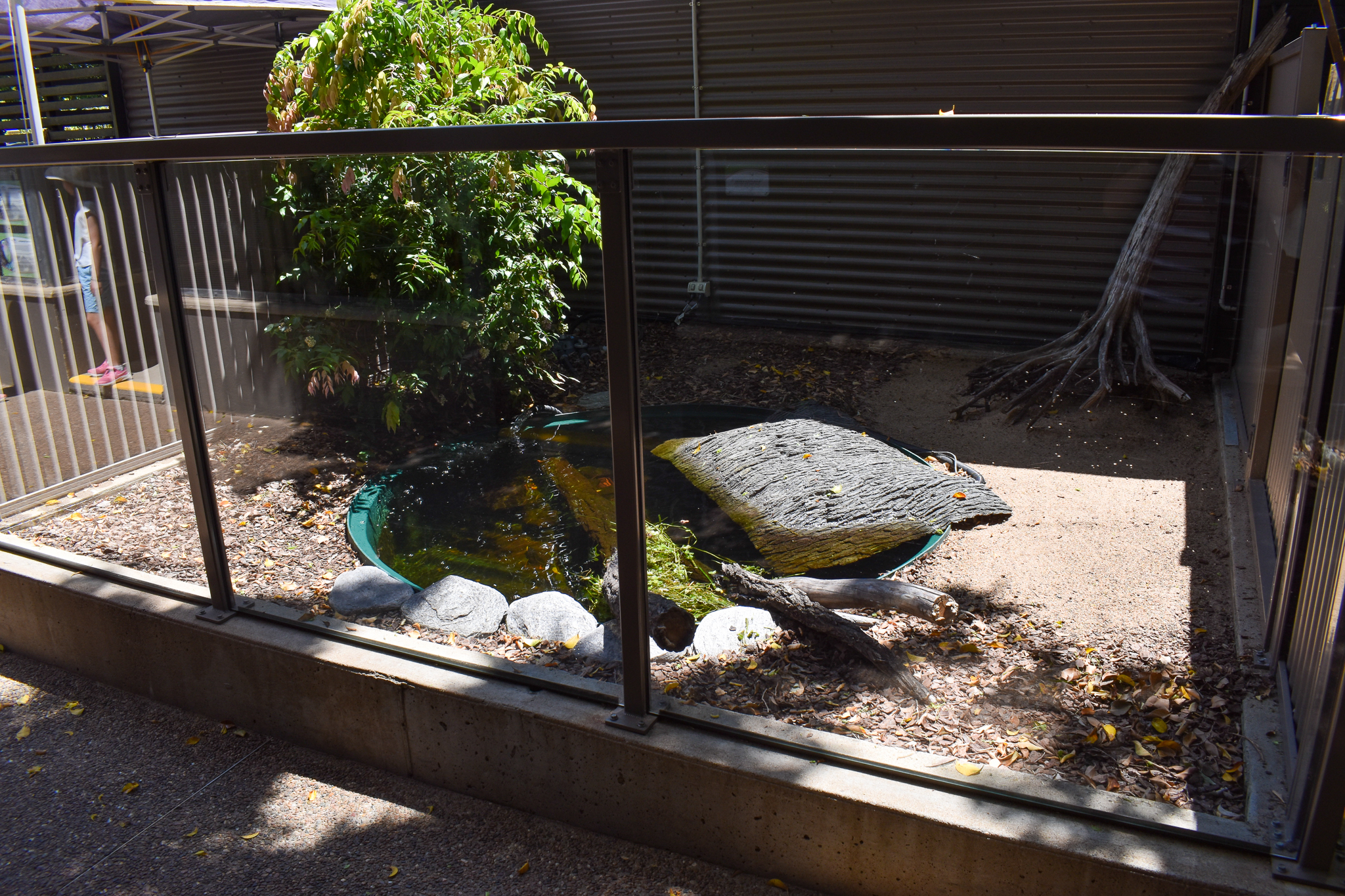 White-throated Snapping Turtle Enclosure