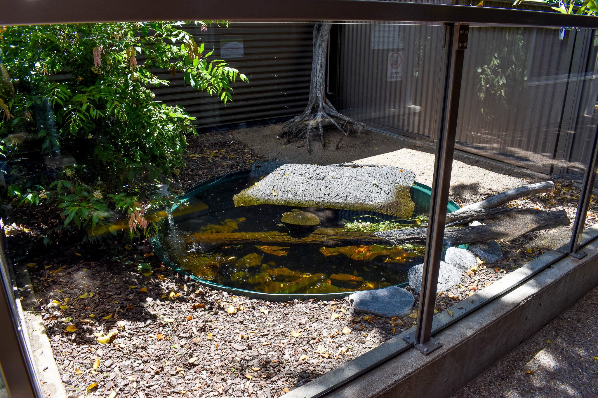White-throated Snapping Turtle Enclosure