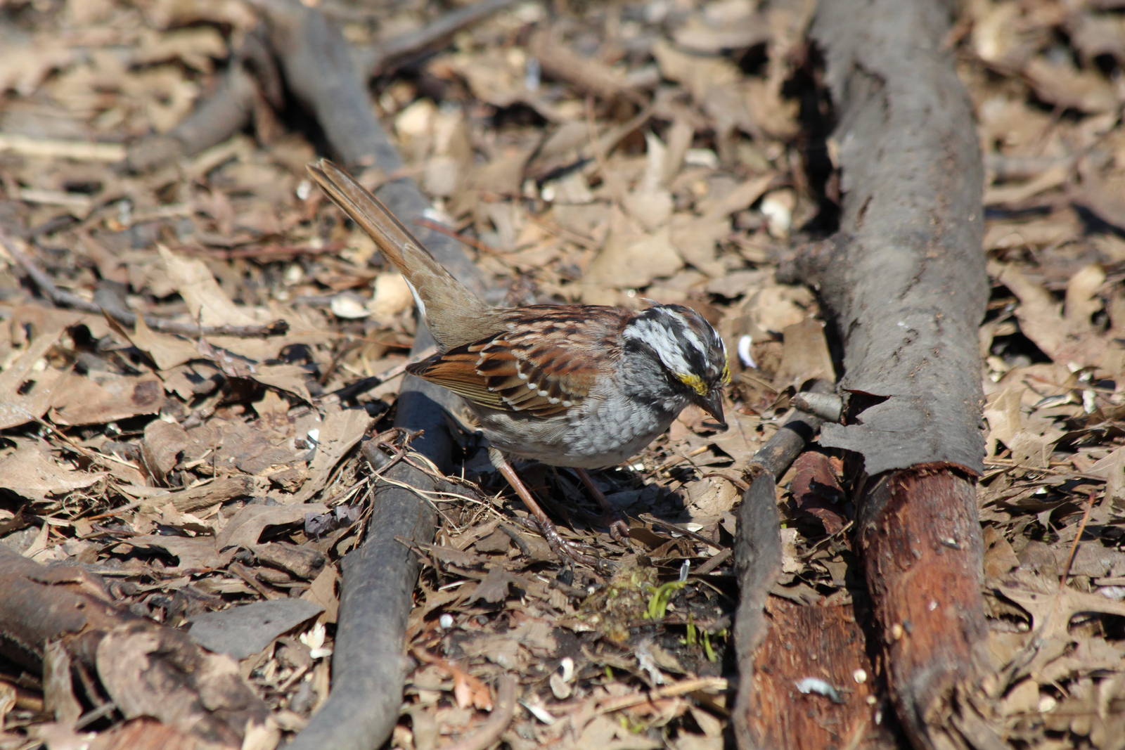 White-throated Sparrow - Apr 2014