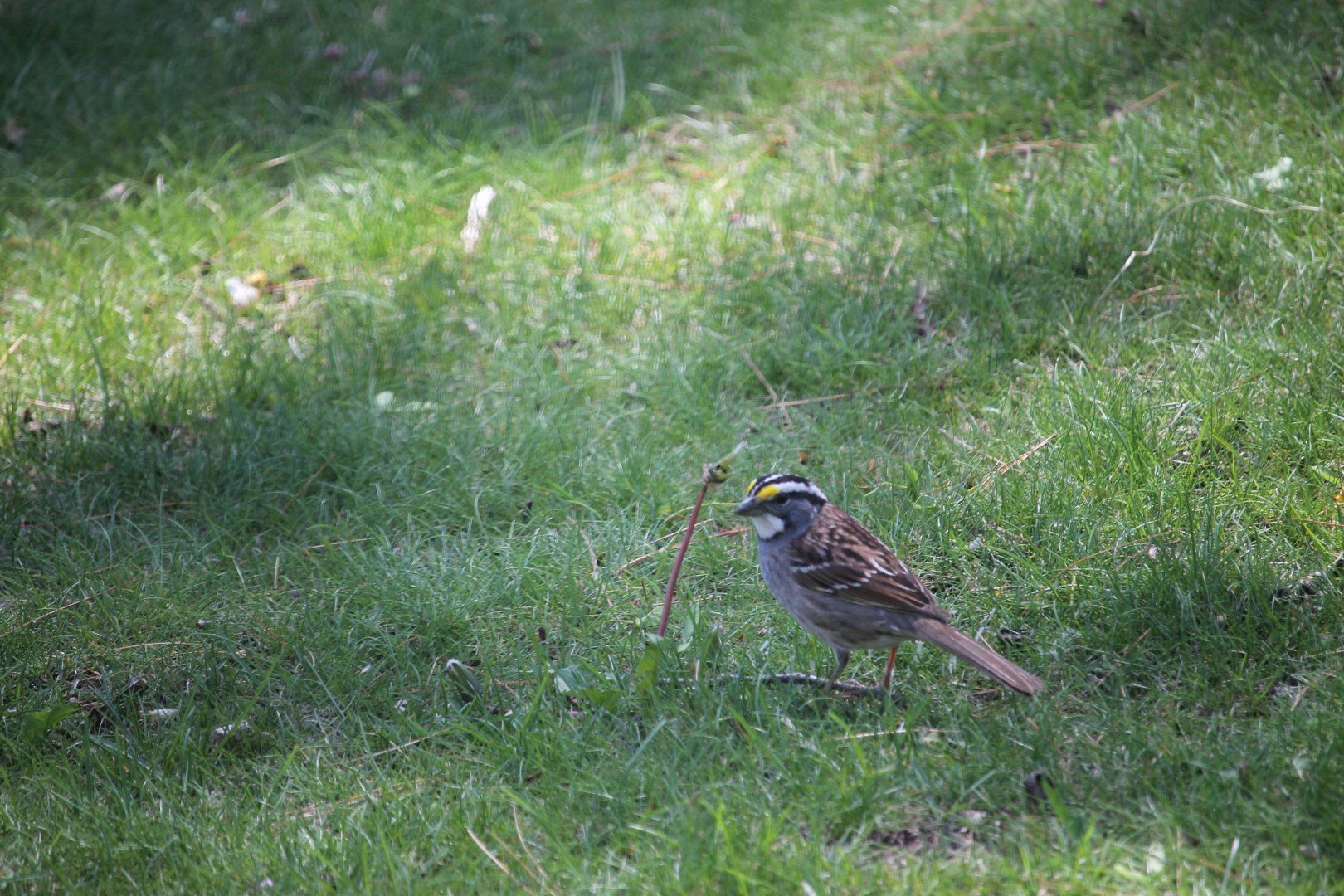 White-Throated Sparrow eating a dandelion