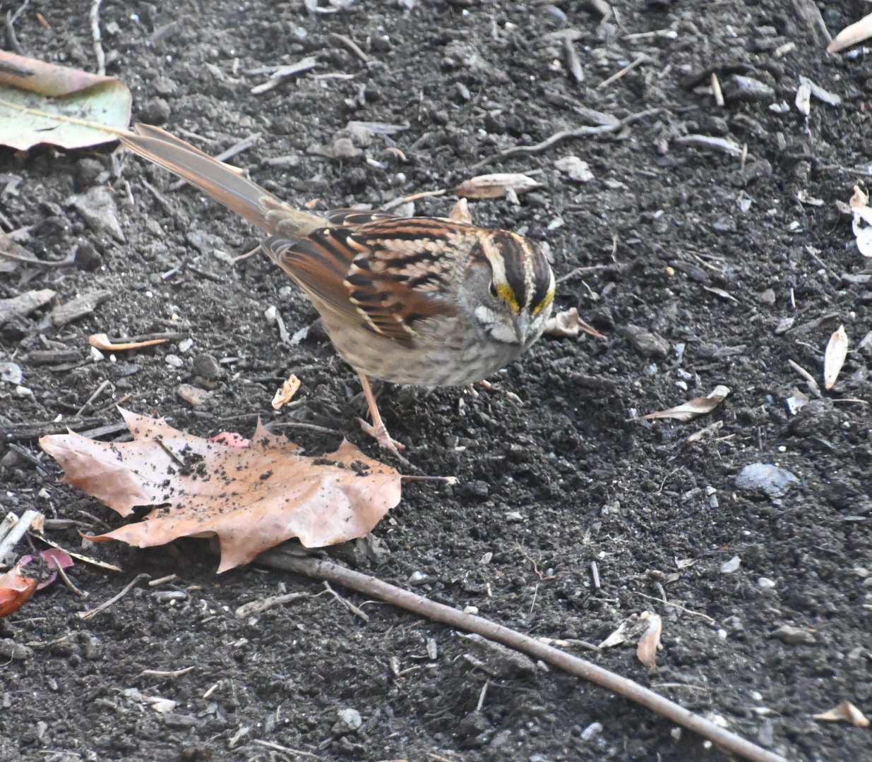 White-throated sparrow (Zonotrichia albicollis)