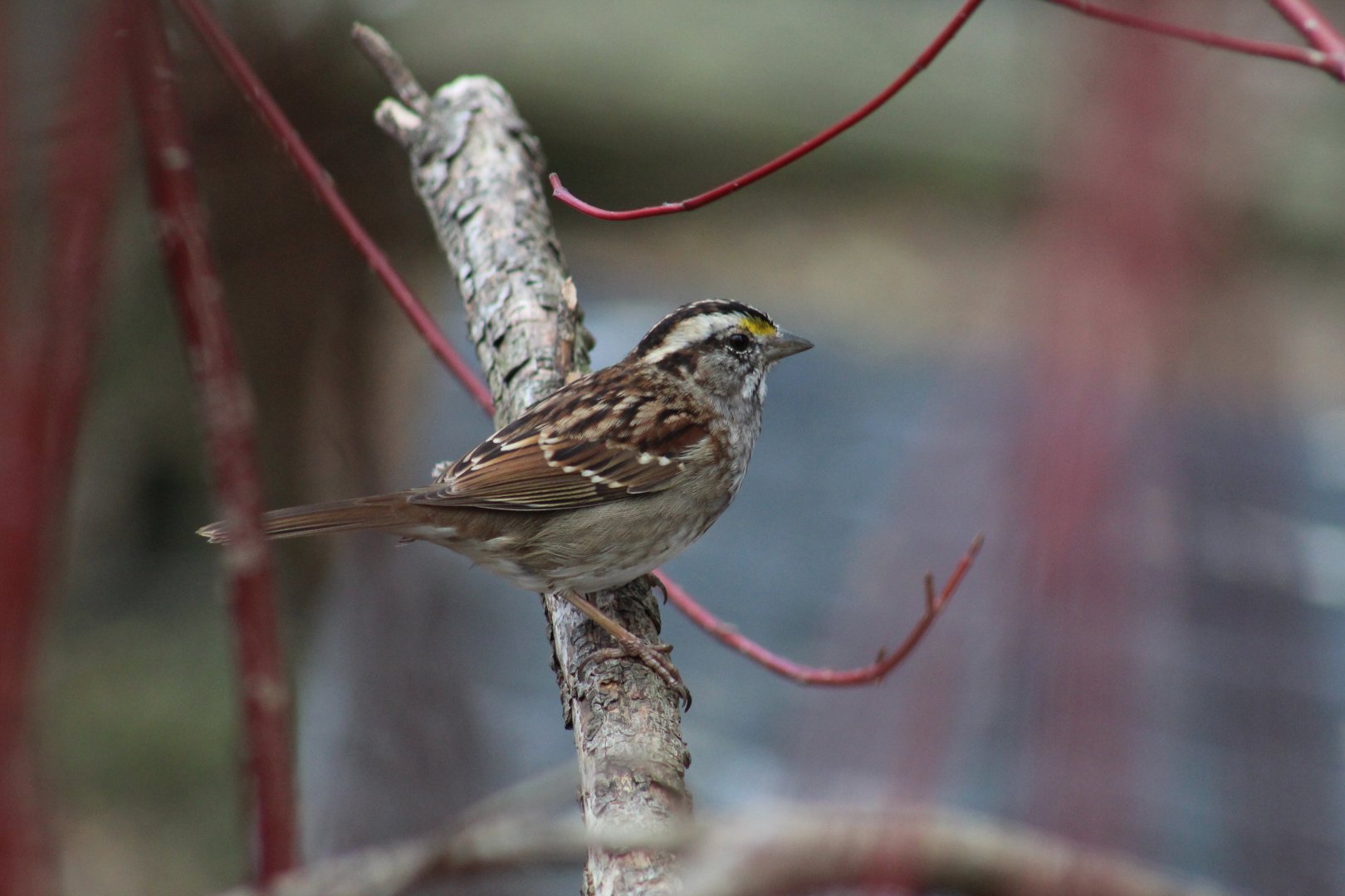 White-Throated Sparrow