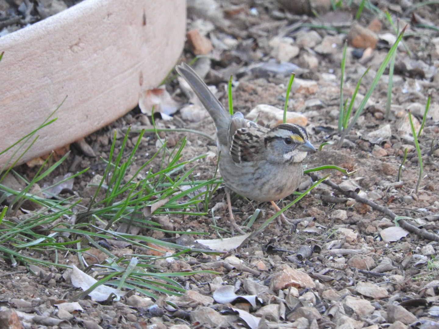 White-throated Sparrow