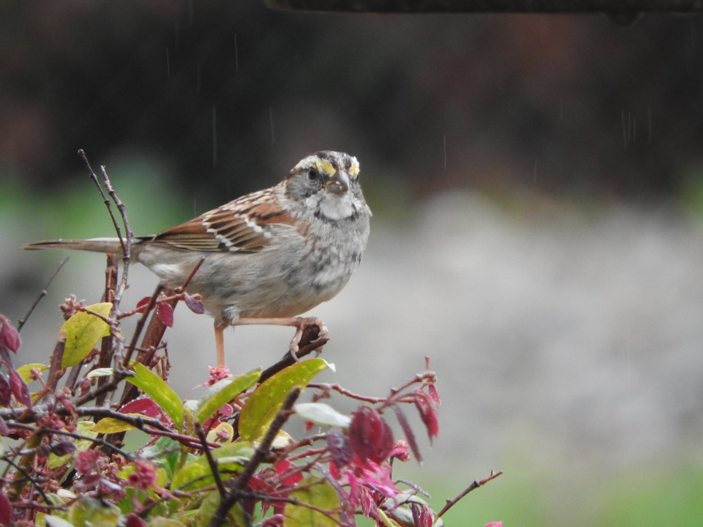 White-throated Sparrow
