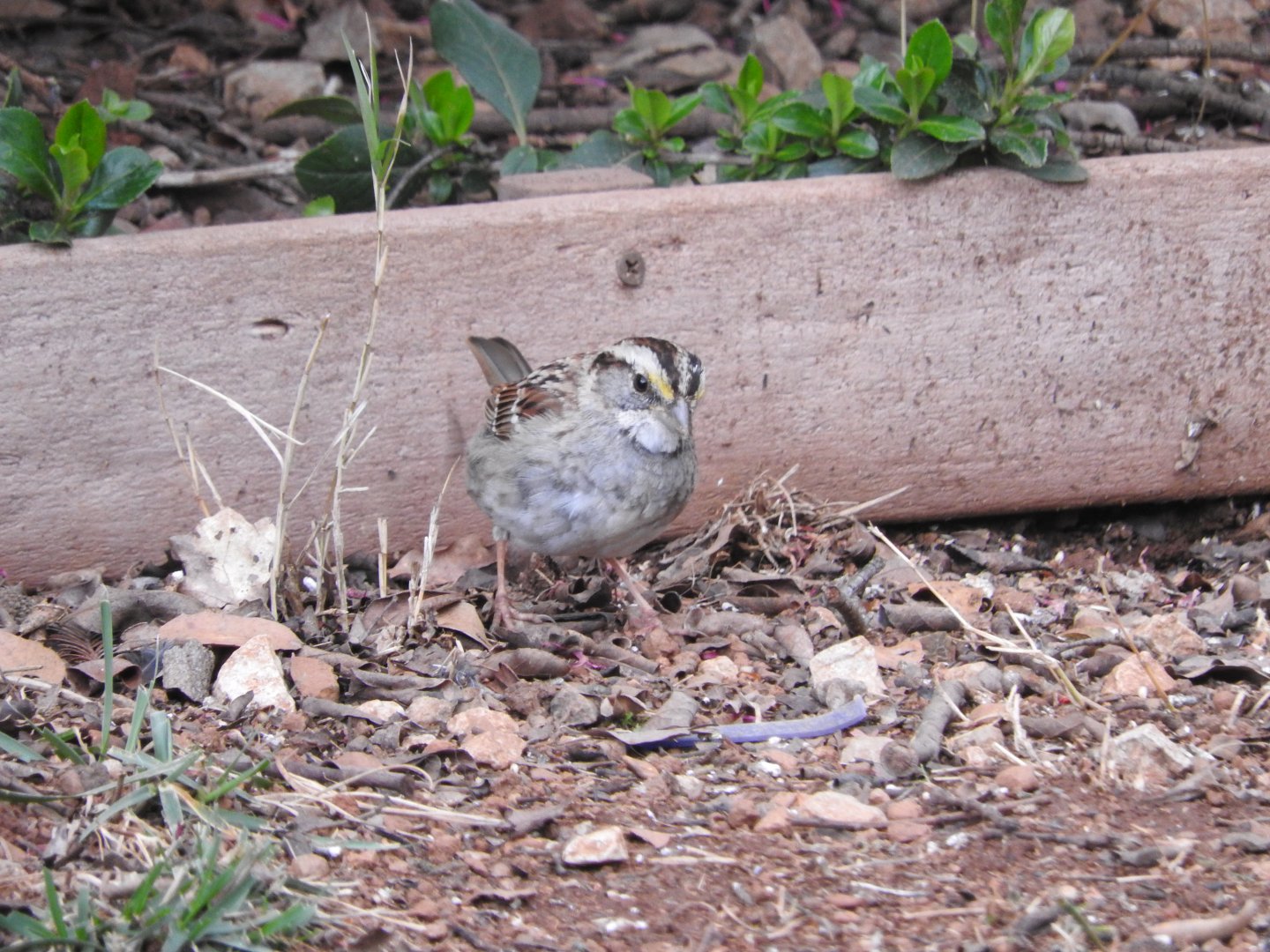 White-throated Sparrow