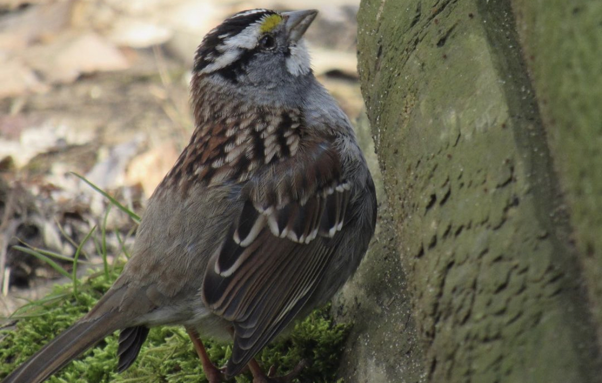 White throated sparrow