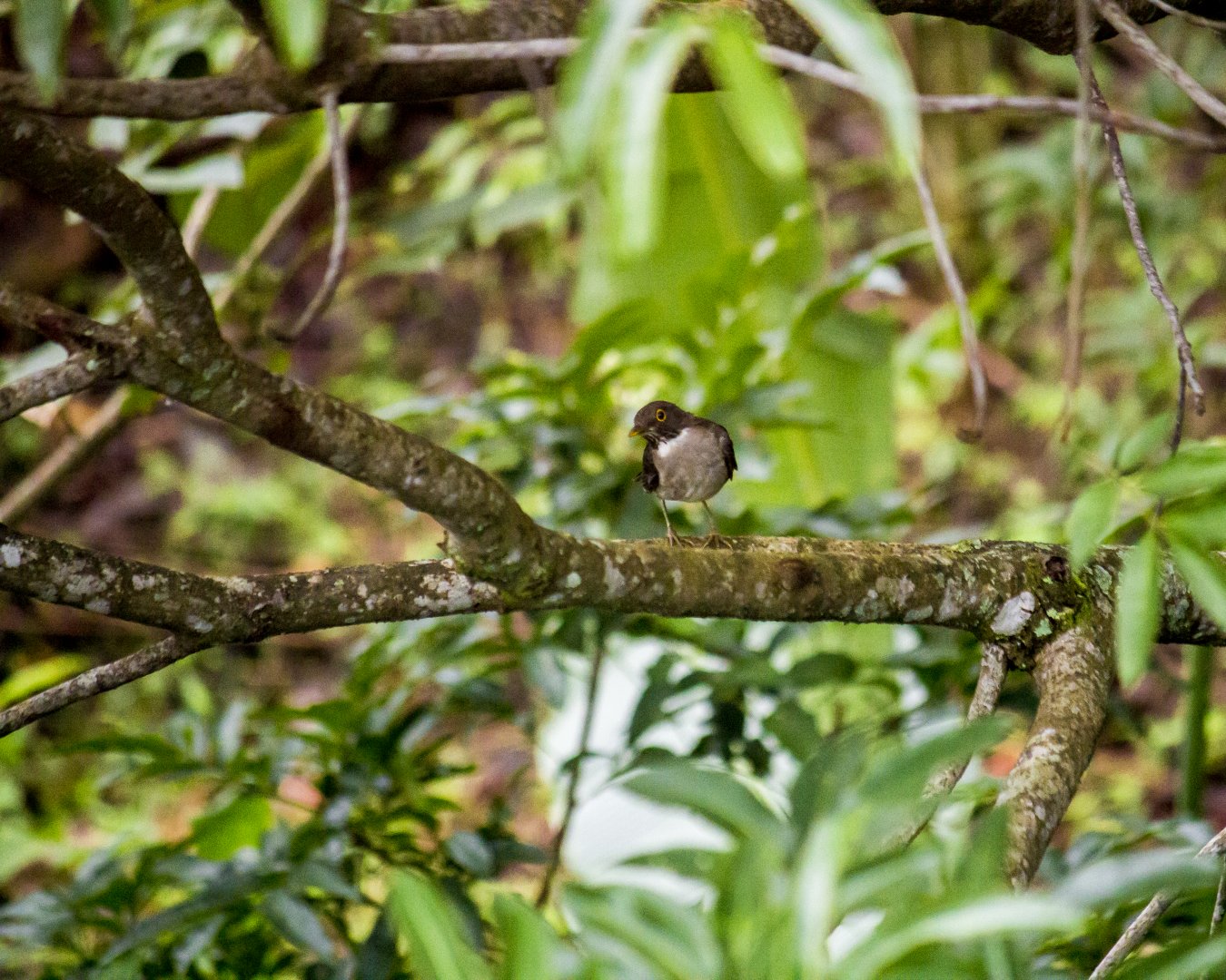 White-throated thrush, Turdus assimilis
