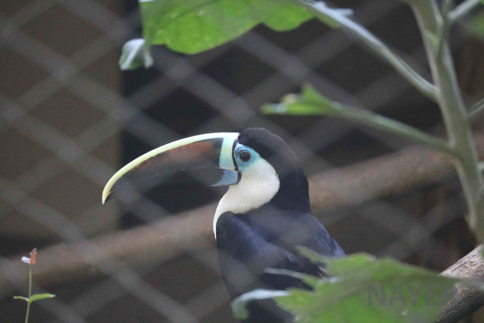 White-throated toucan, April 2016
