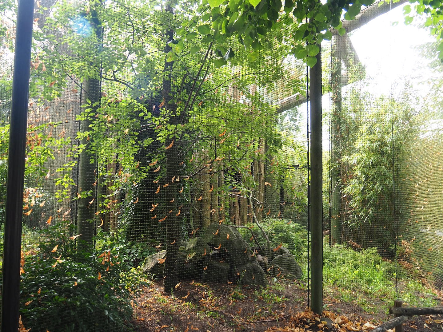 White-throated toucan aviary, 2023-08-17