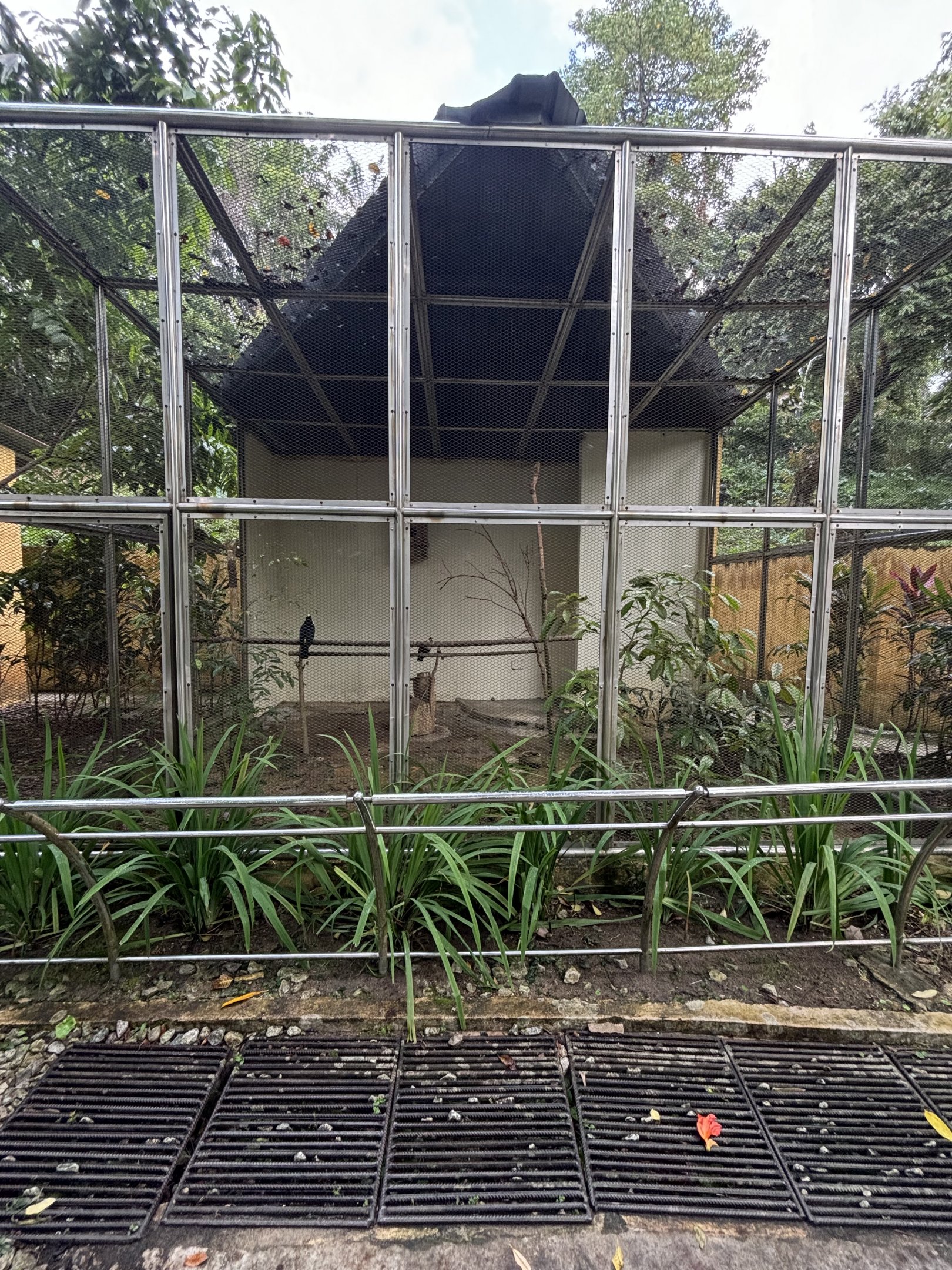 White-throated Toucan Aviary