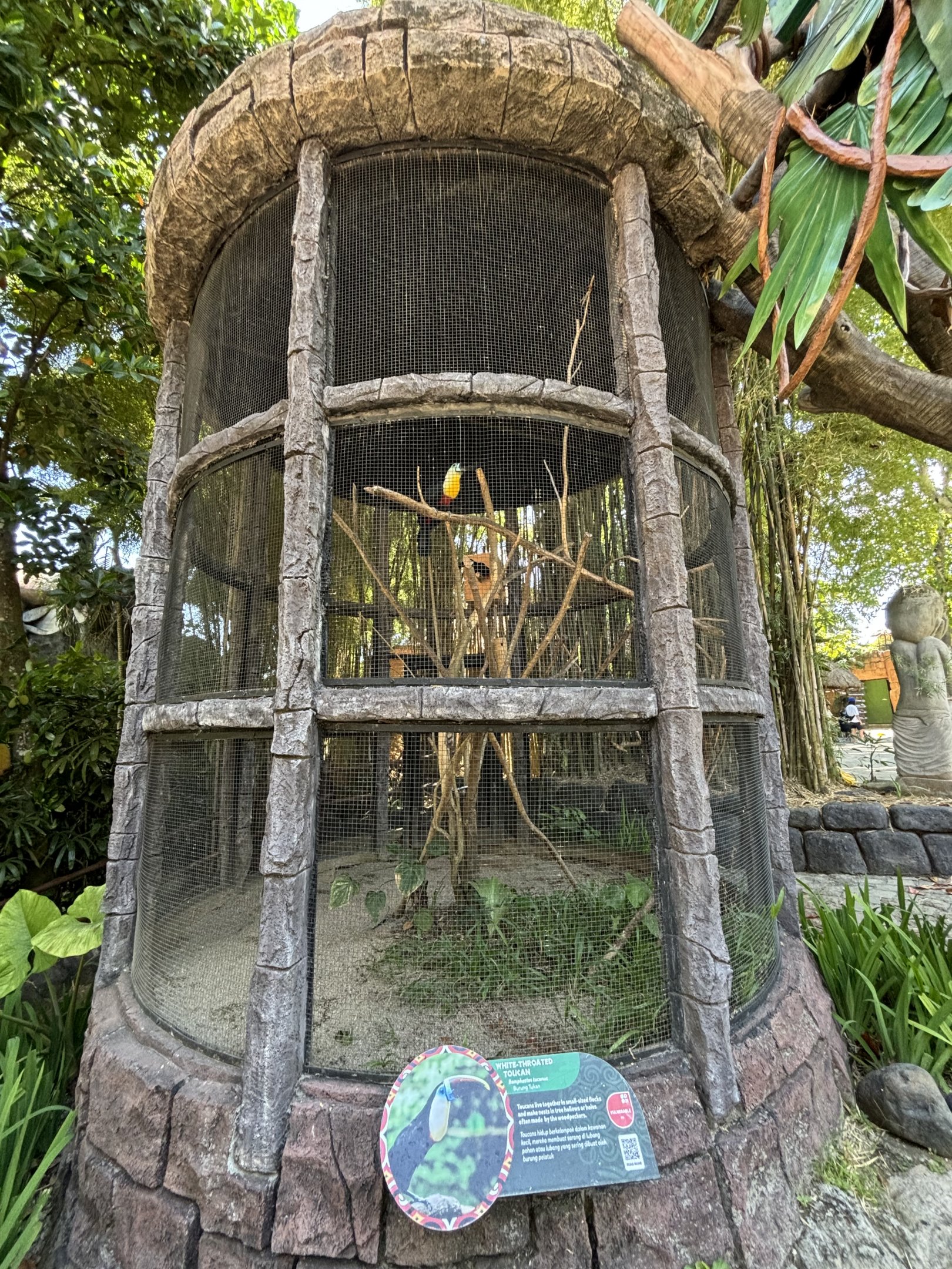 White-throated Toucan Aviary