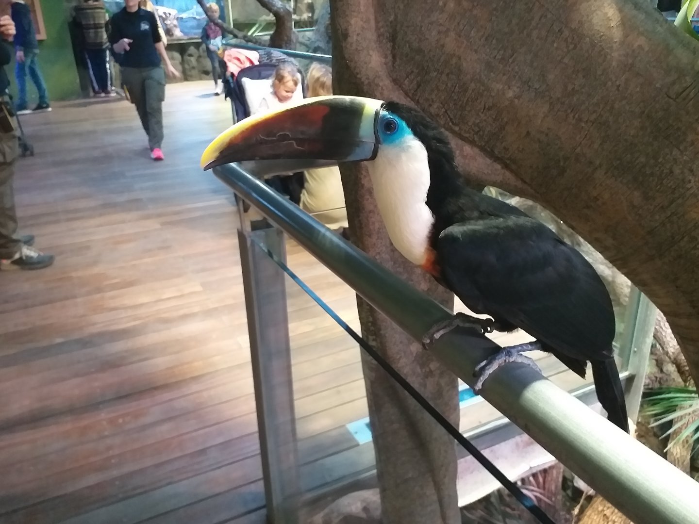 White-throated toucan -BioDomo (2019)