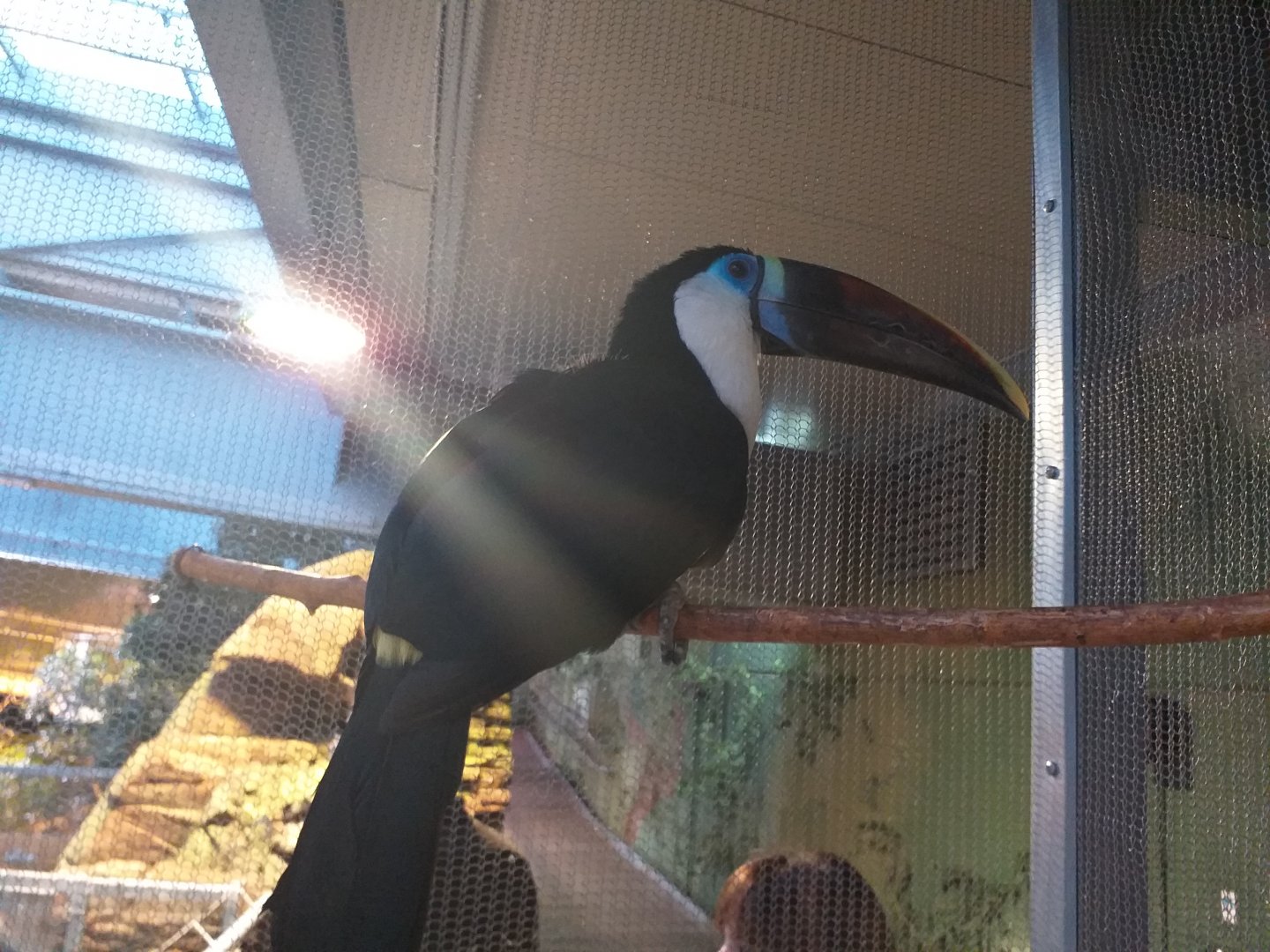 White-throated toucan -BioDomo (2019)