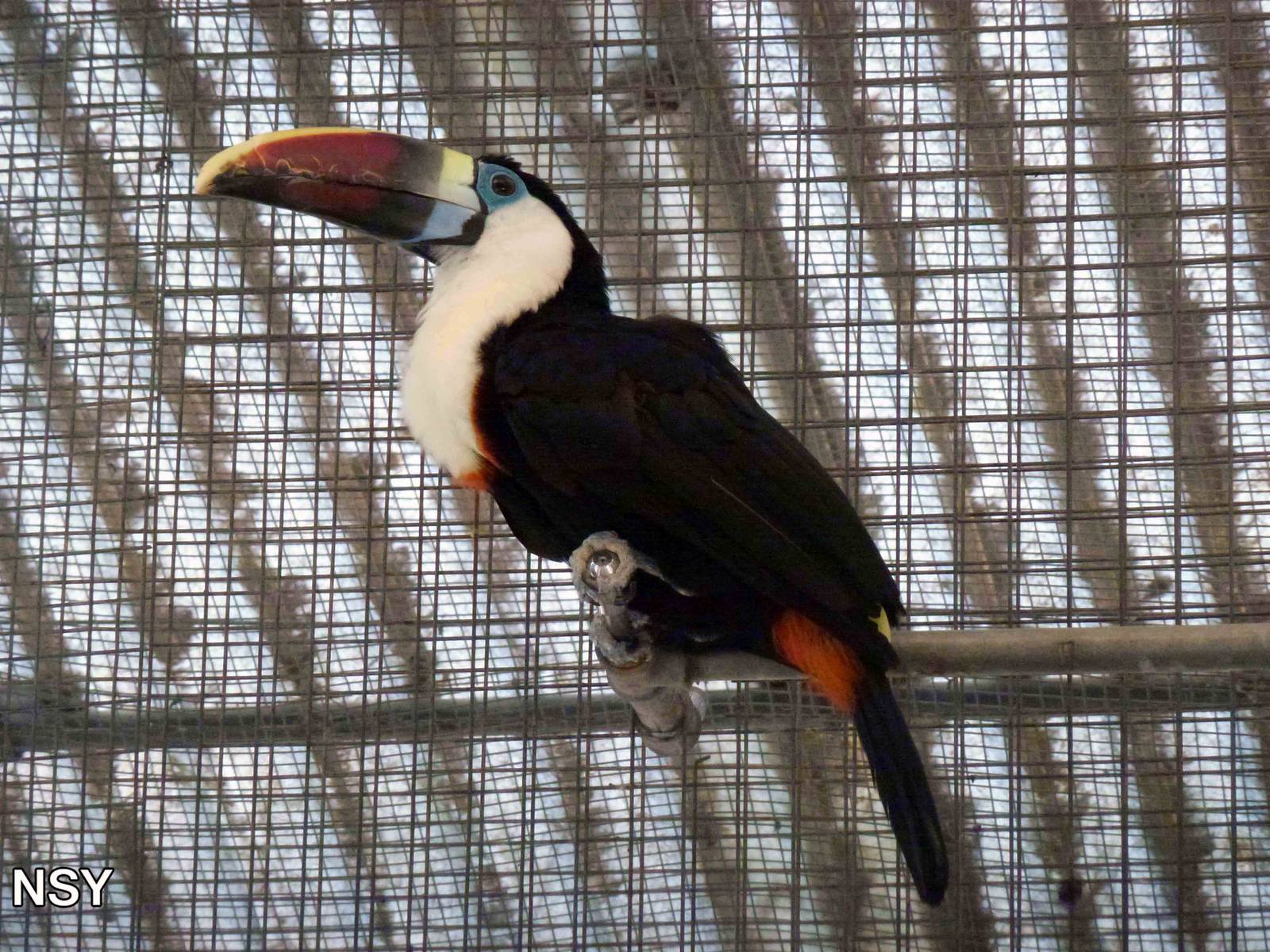 White-throated toucan, July 2013.