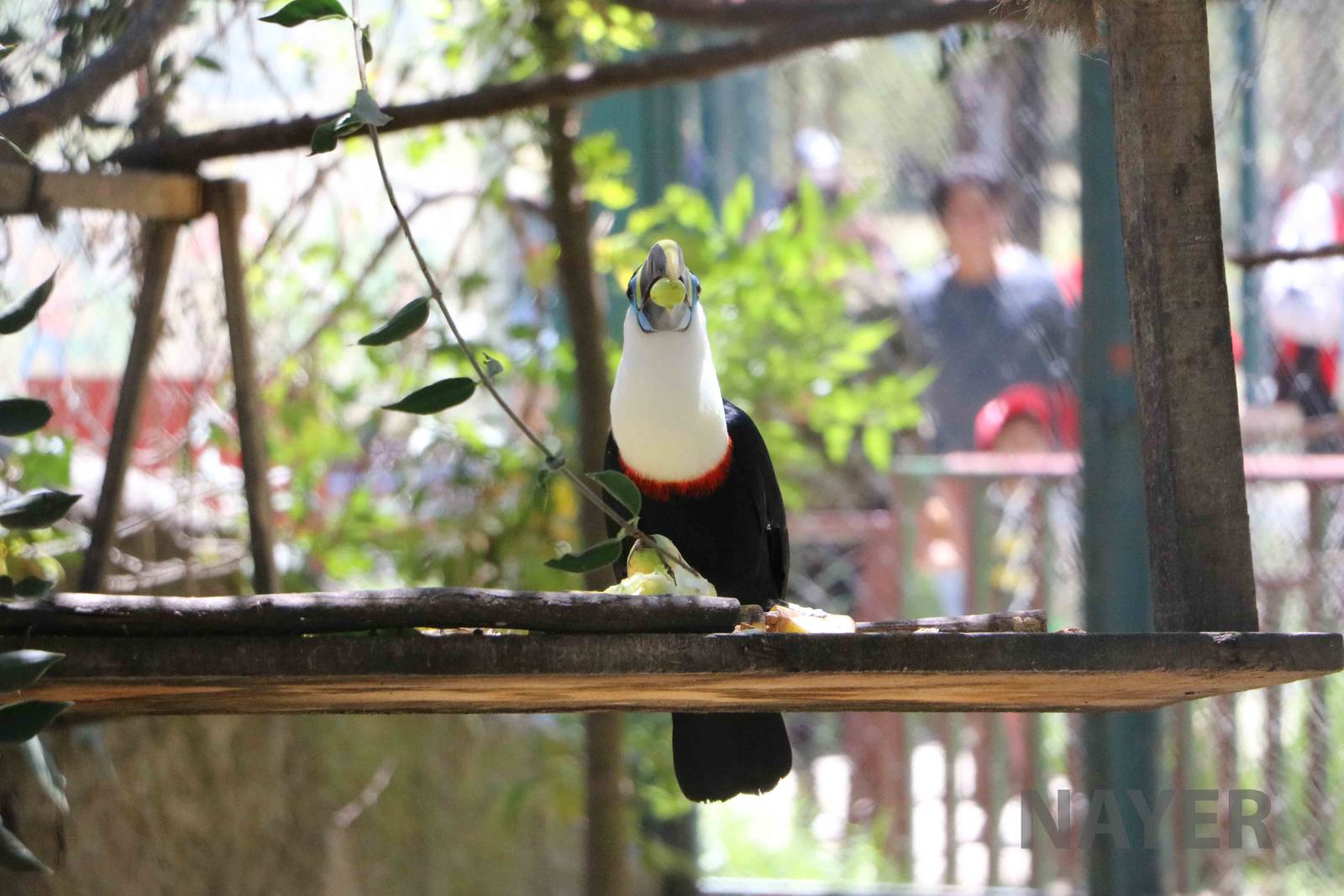 White-throated toucan, March 2016