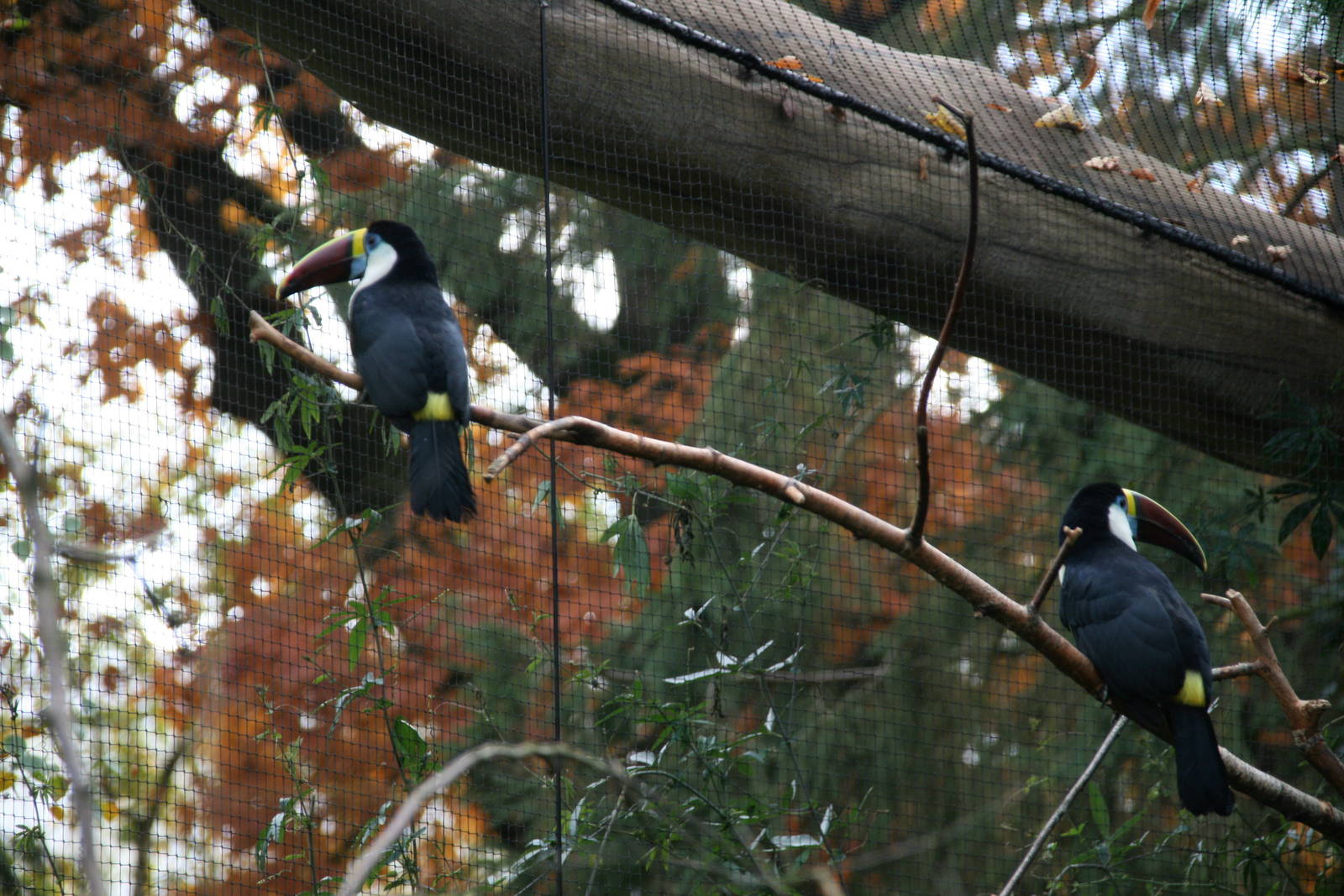 White-throated toucan pair
