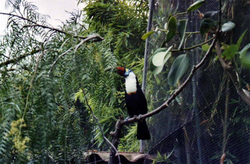 White-throated Toucan - Parc de les Aus