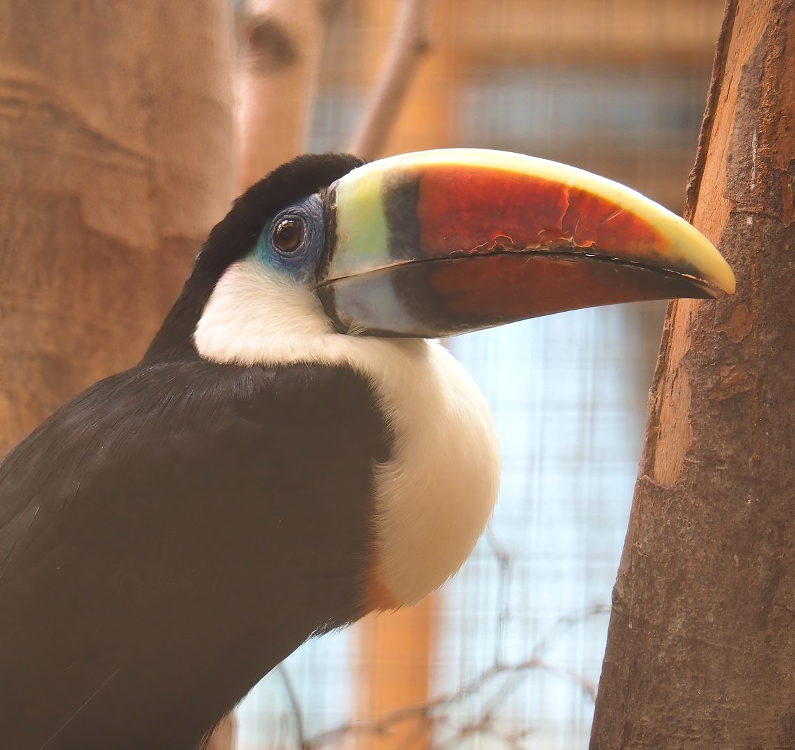 White-throated toucan (Ramphastos tucanus), 2023-05-19