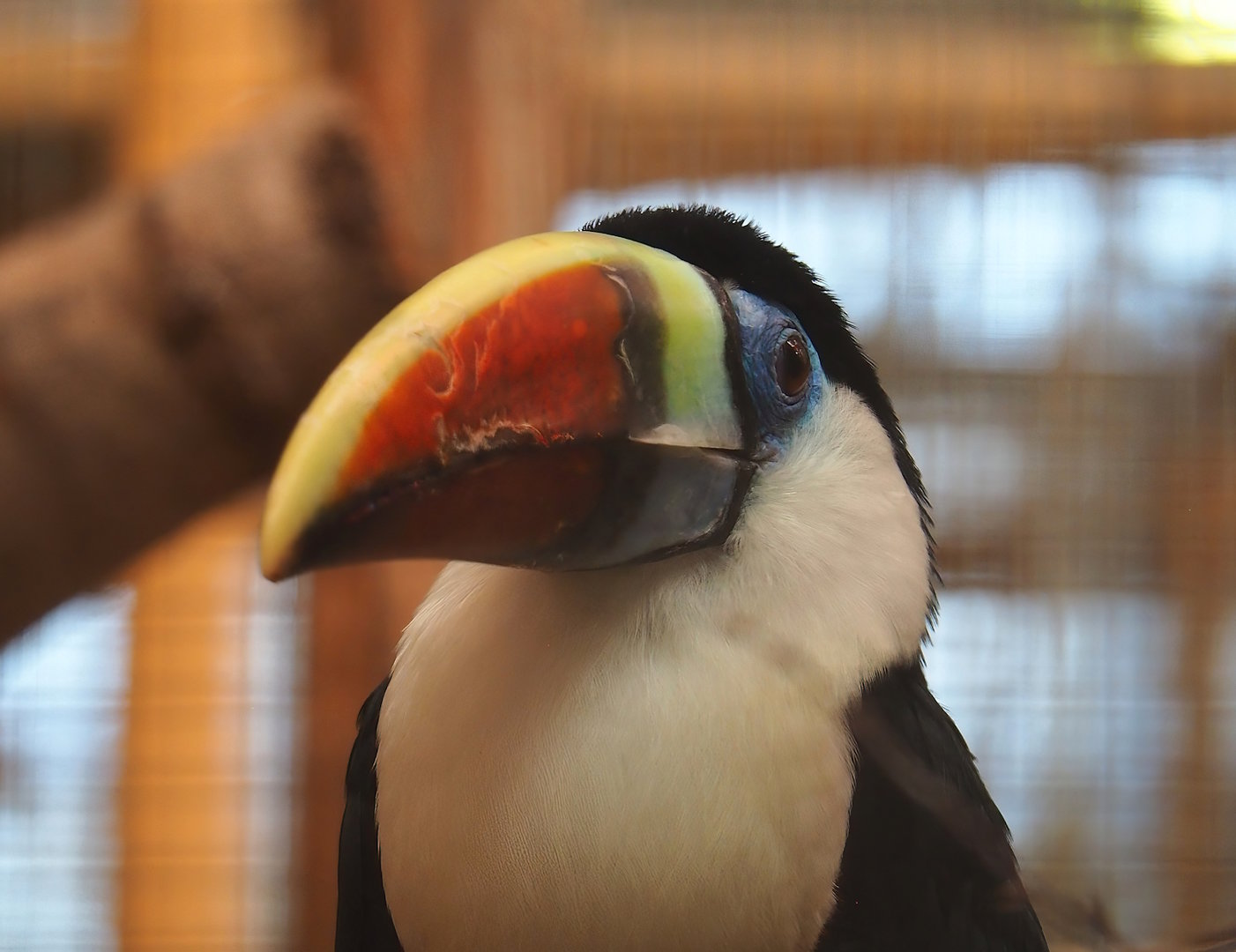 White-throated toucan (Ramphastos tucanus), 2023-05-19