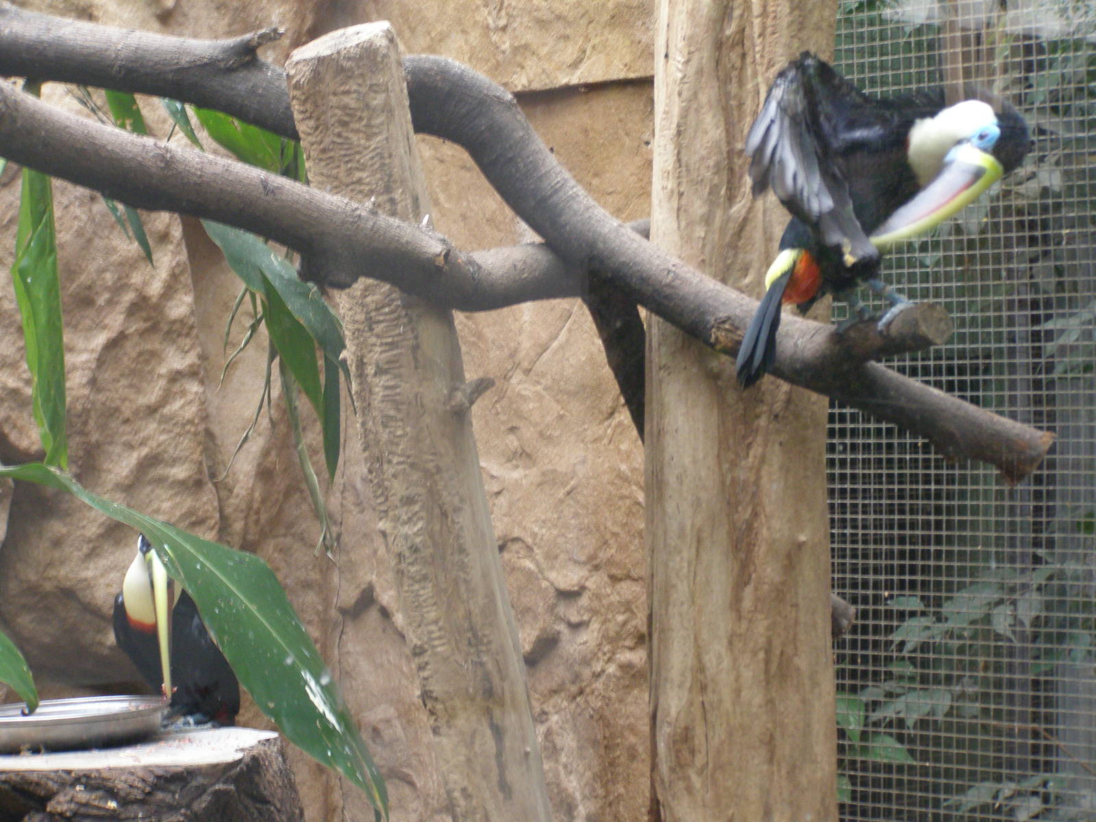 white-throated toucan (Ramphastos tucanus)