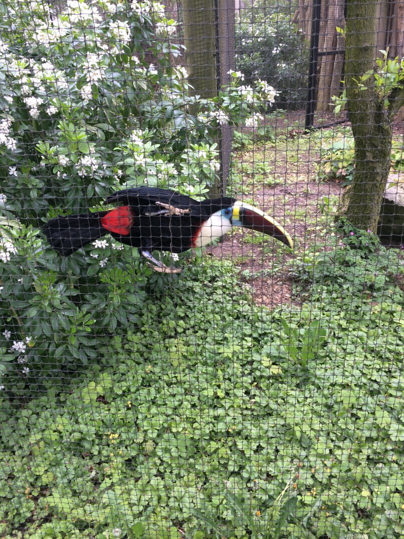 White-throated toucan - Ramphastos tucanus