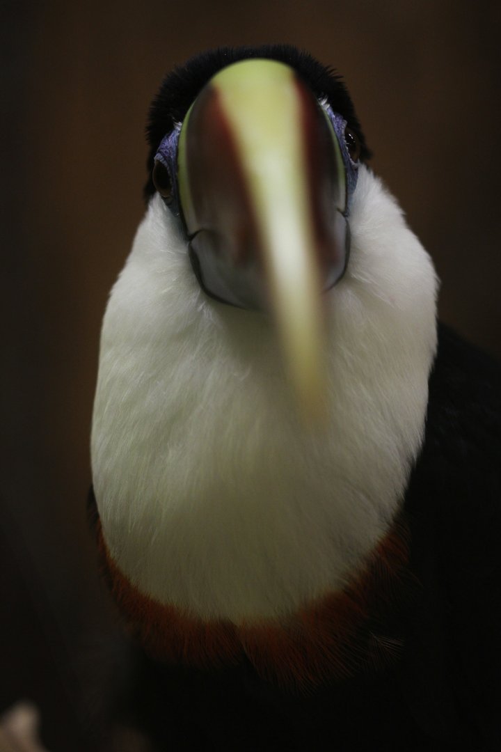 White-throated toucan  (Ramphastos tucanus)