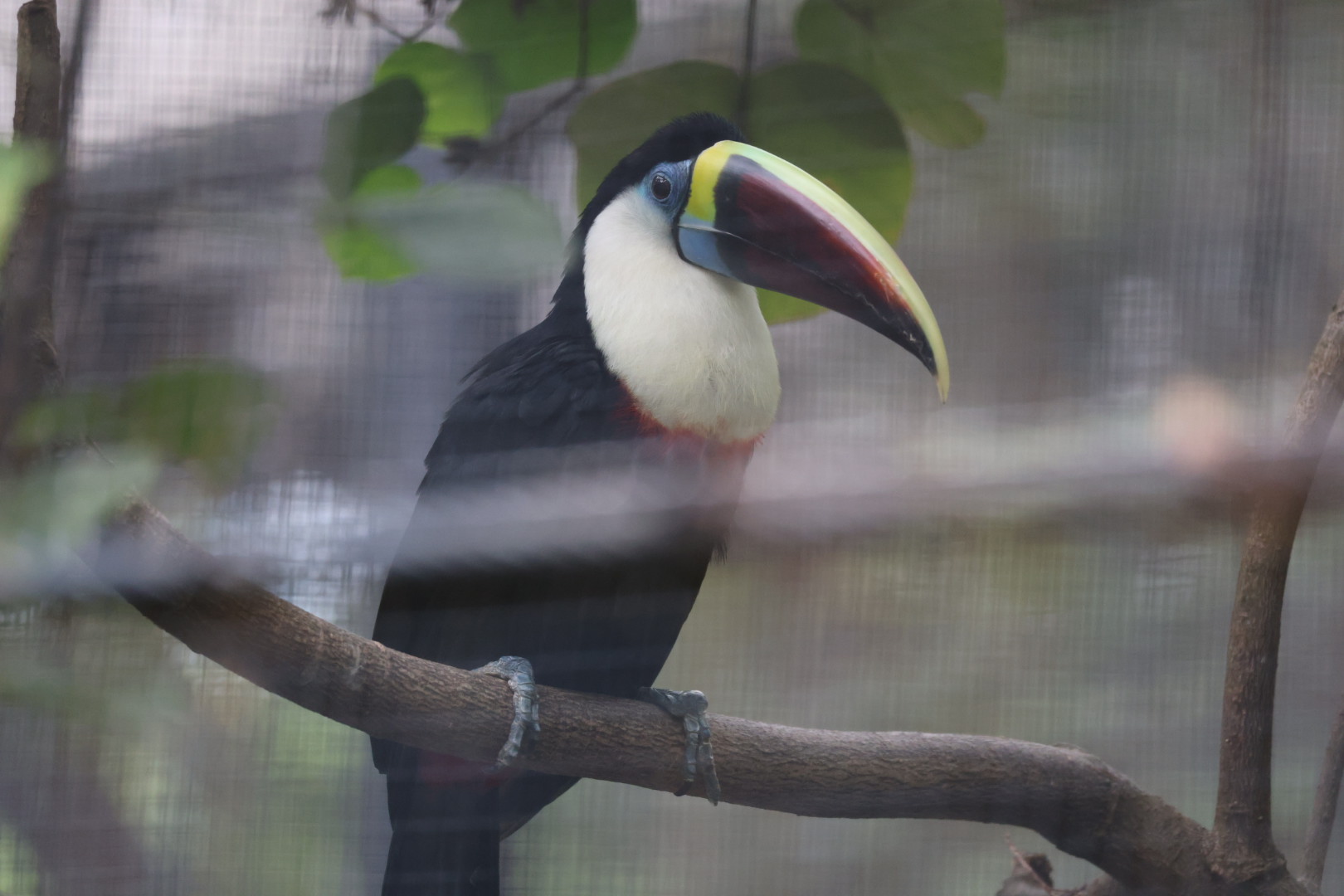 White-throated toucan (Ramphastos tucanus)