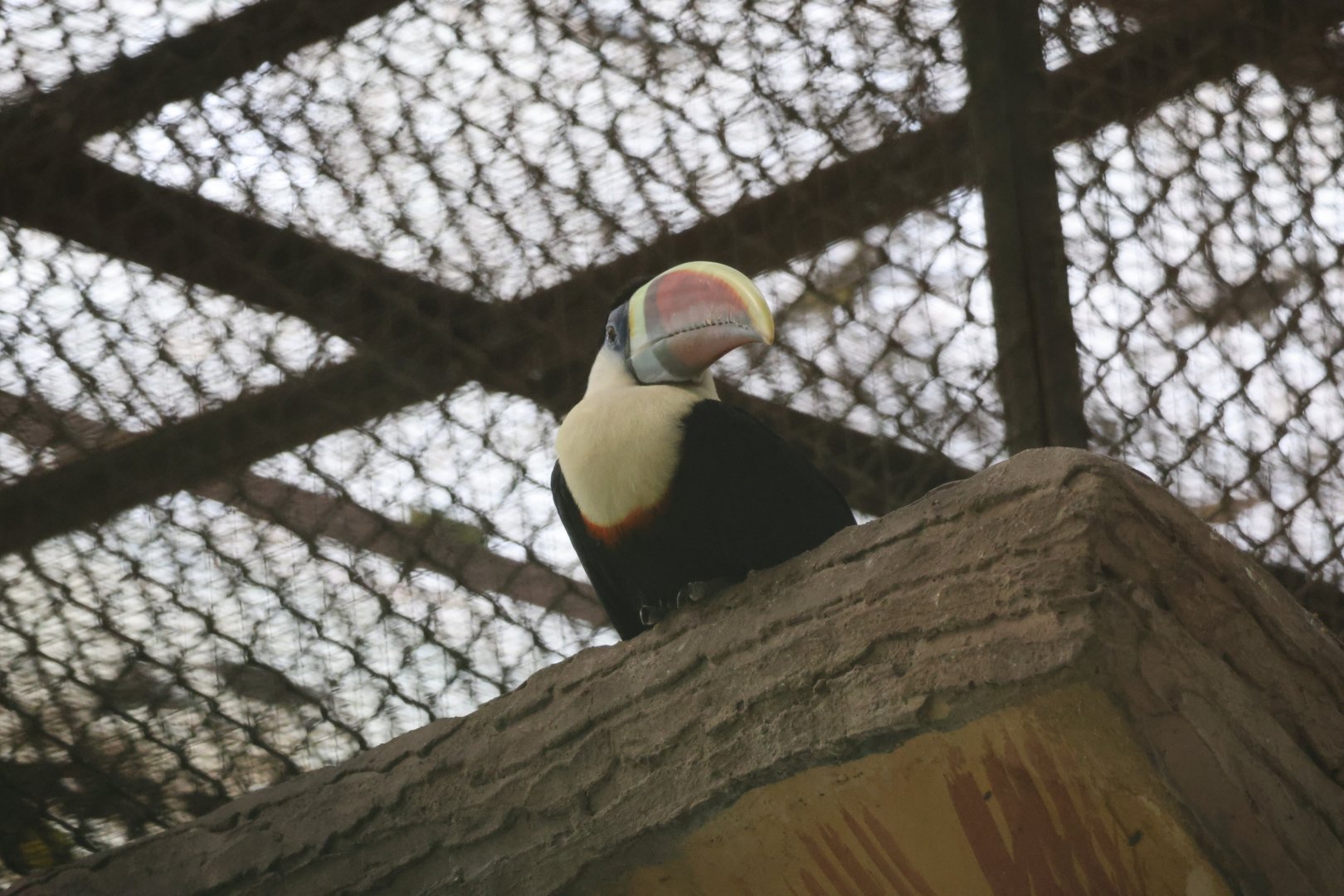 White-throated toucan (Ramphastos tucanus)