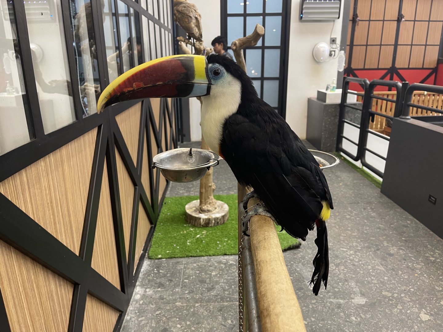 white-throated toucan (ramphastos tucanus)