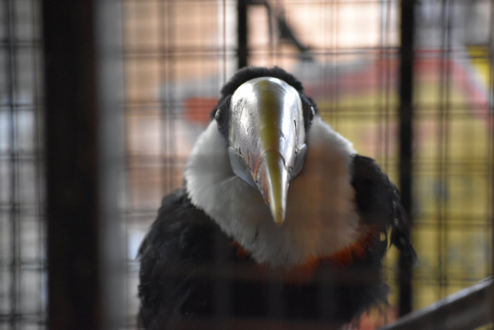White-throated toucan/White-breasted toucan（Ramphastos tucanus）
