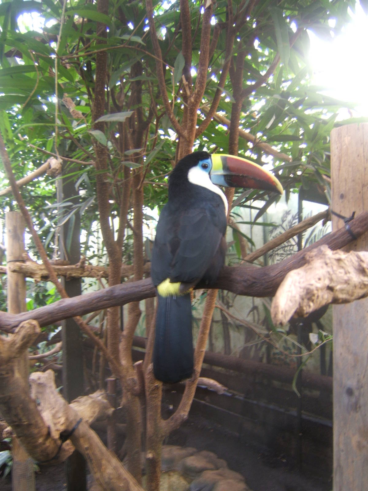 White-throated Toucan