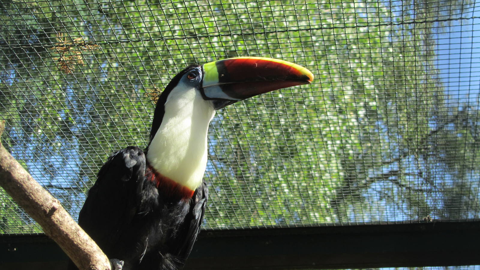 White-throated toucan