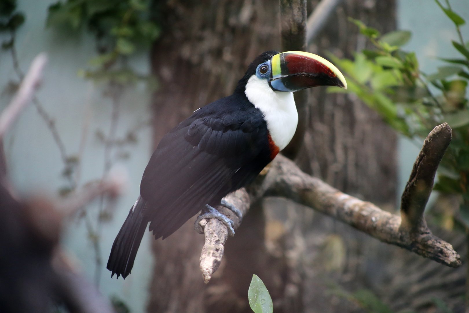 White-throated Toucan