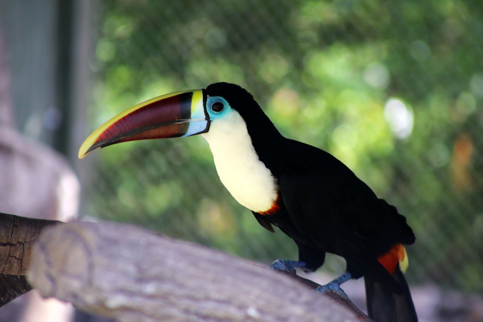 White-throated Toucan