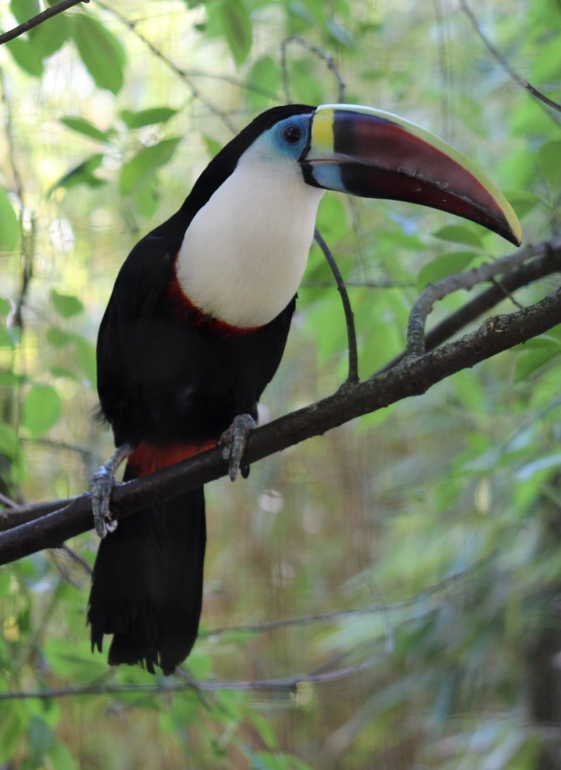 White-throated toucan