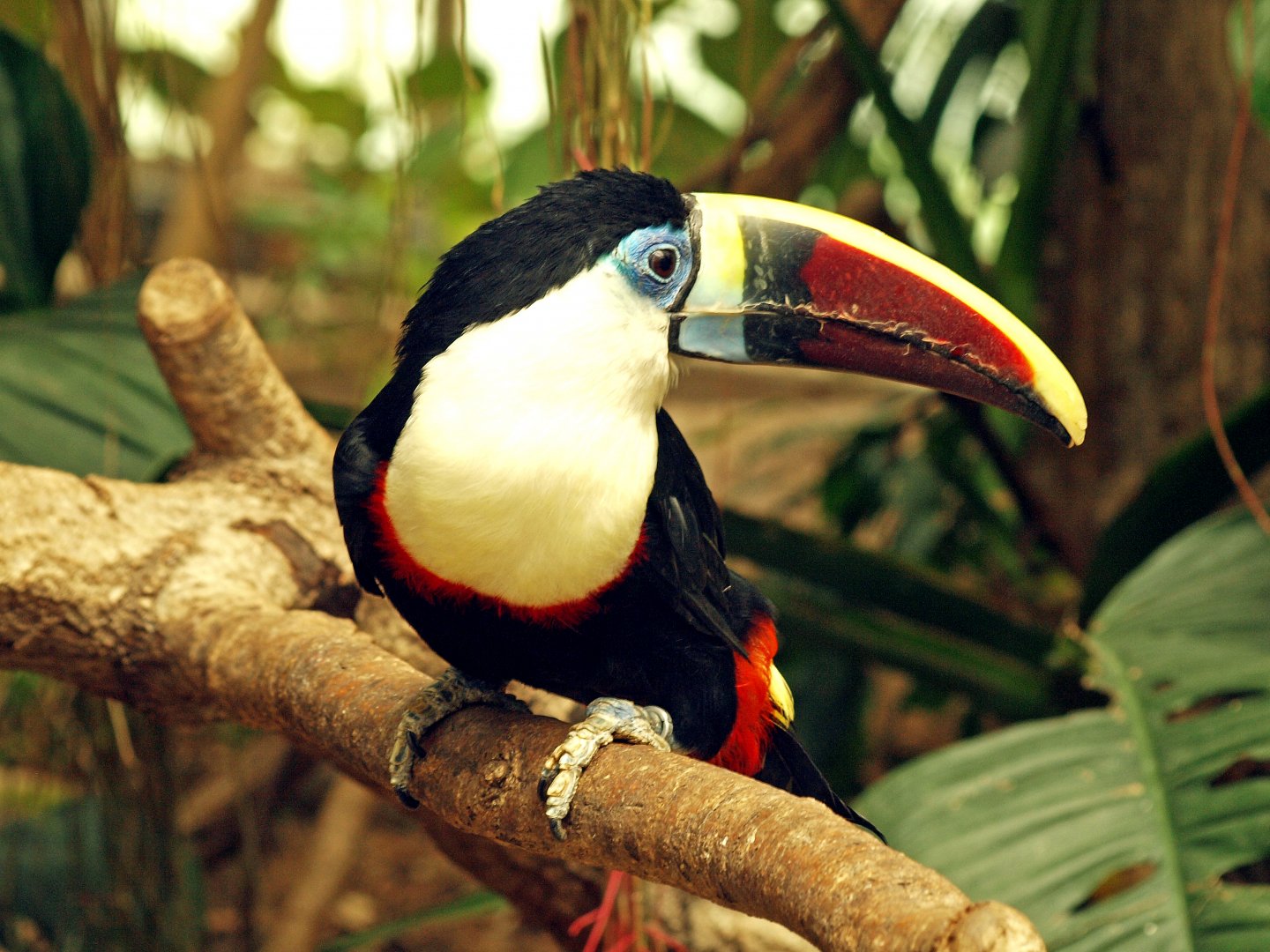 White-throated toucan