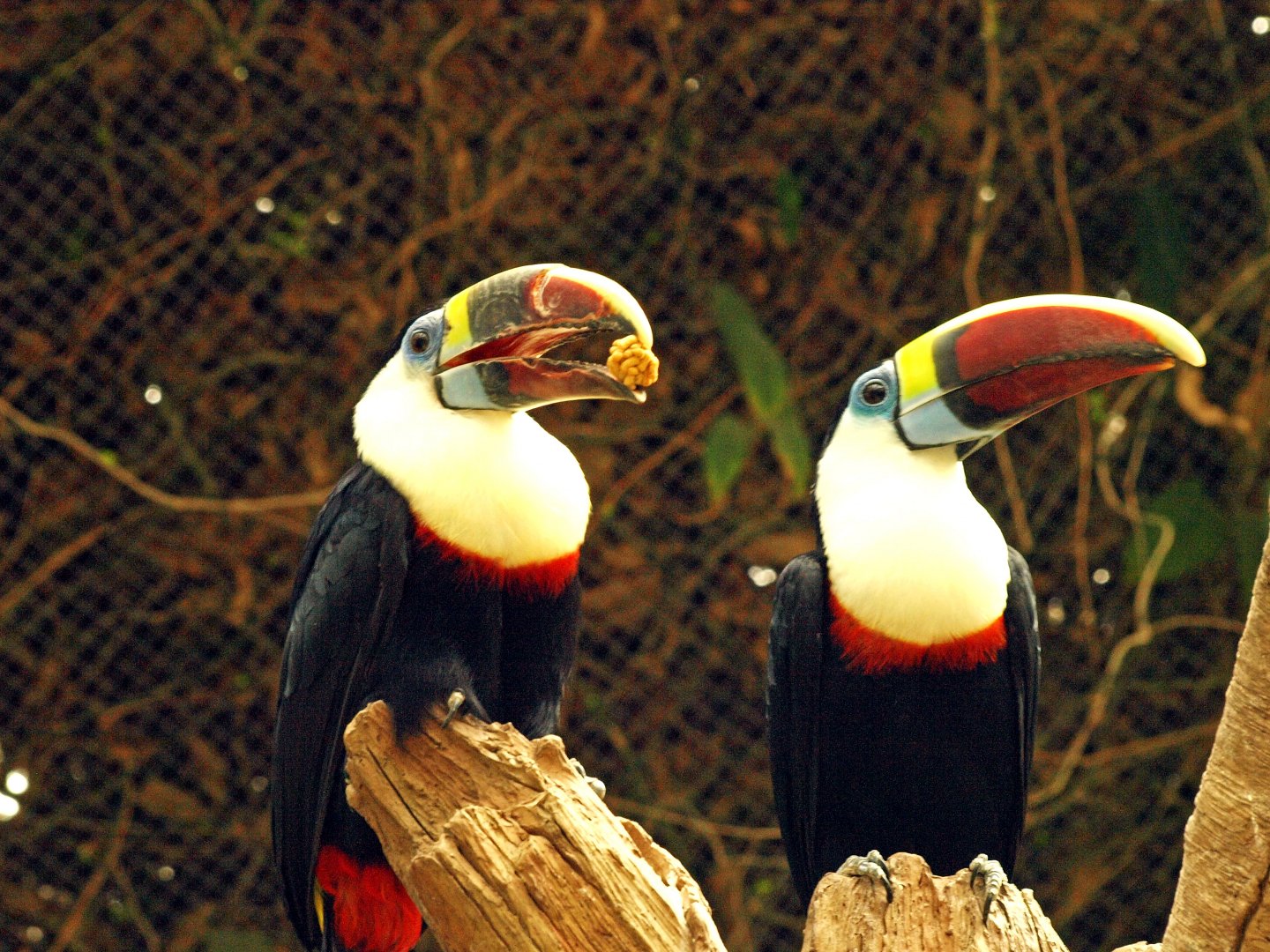 White-throated toucan