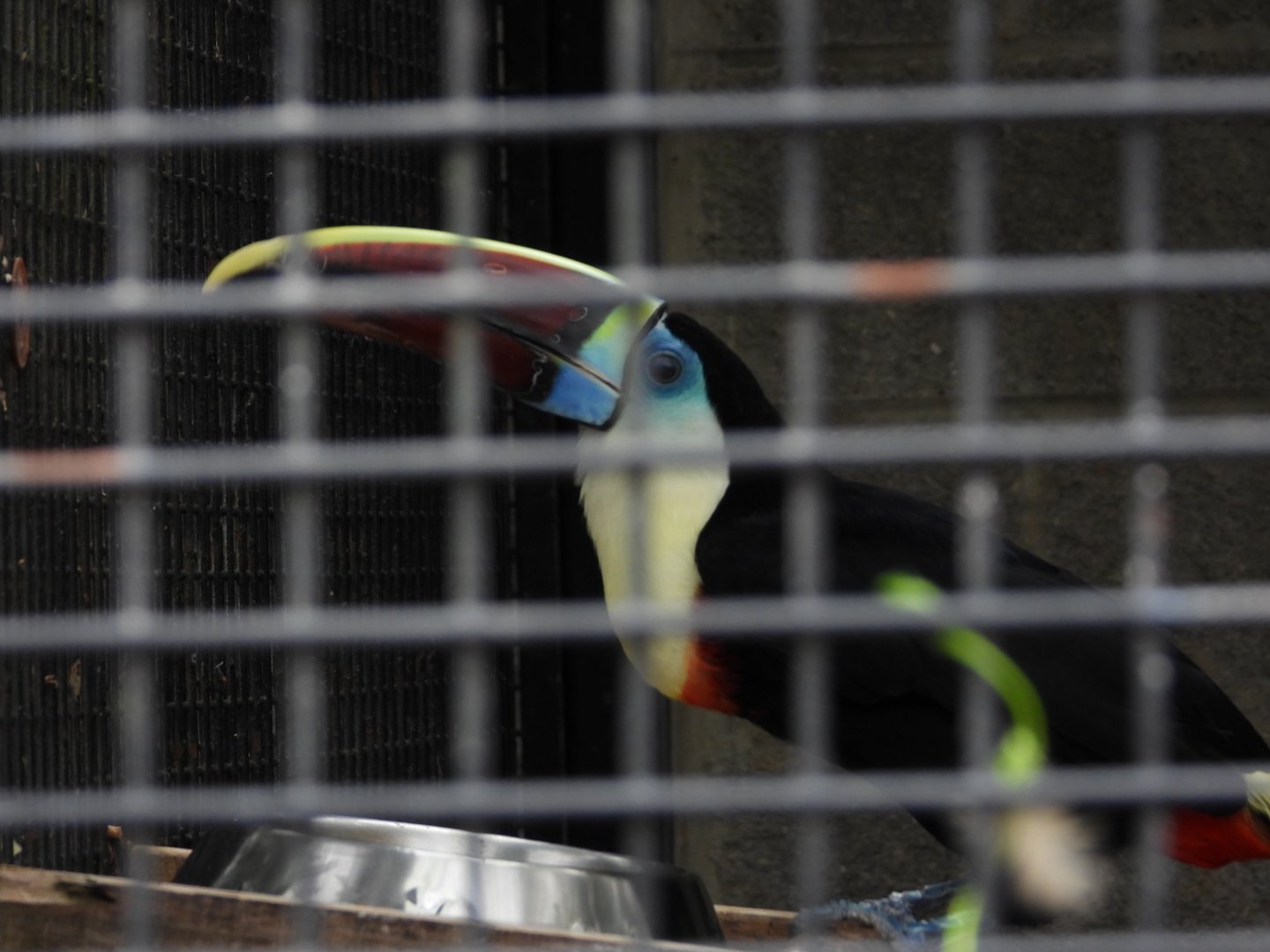 White-throated toucan