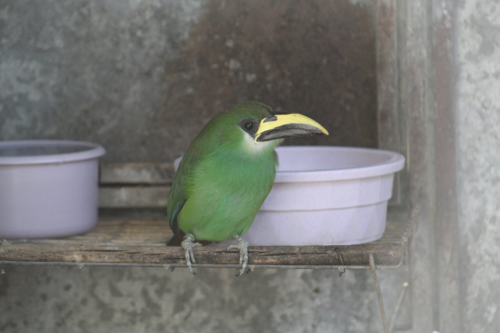 White-Throated Toucanet