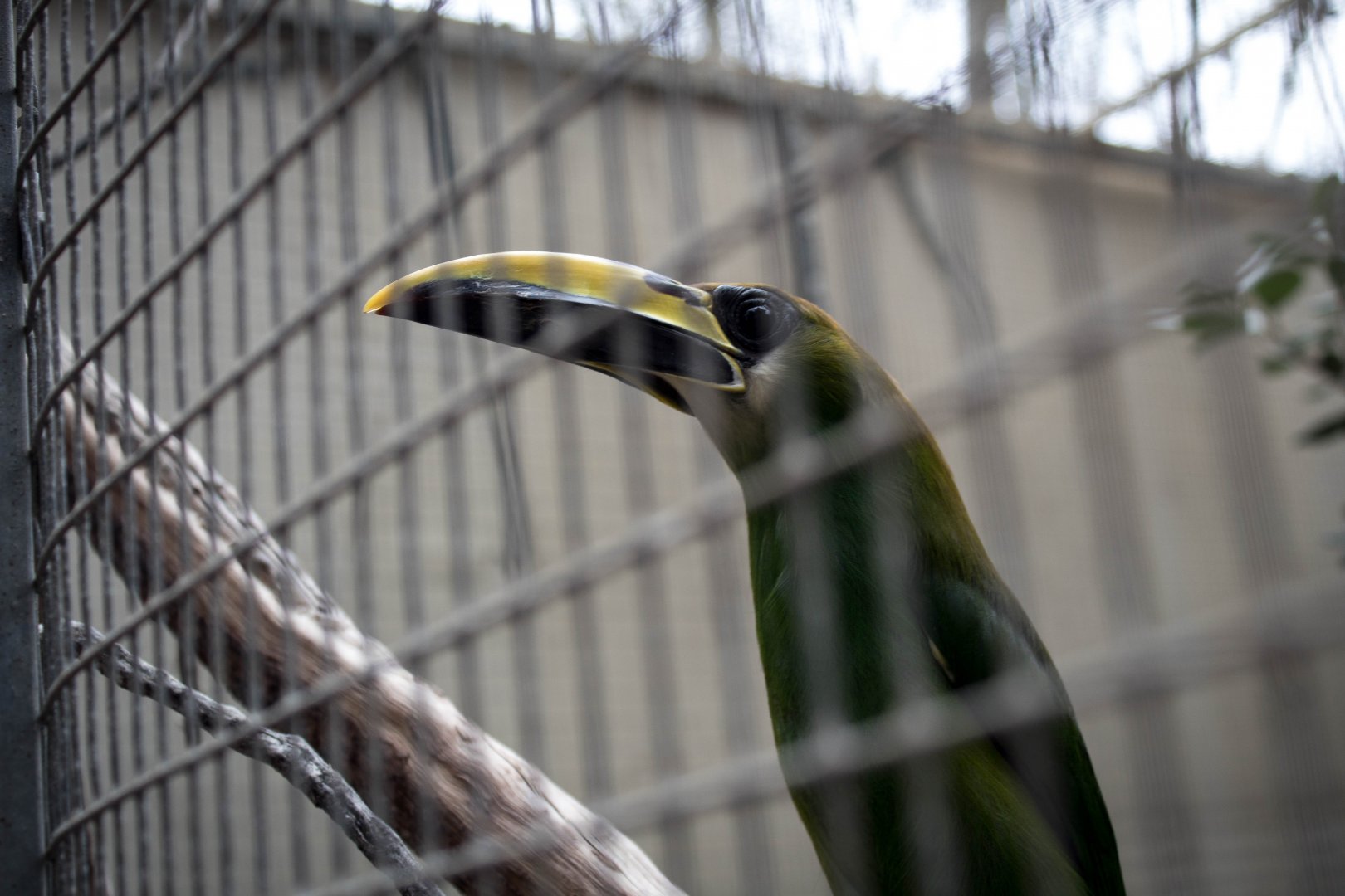 White-throated toucanet
