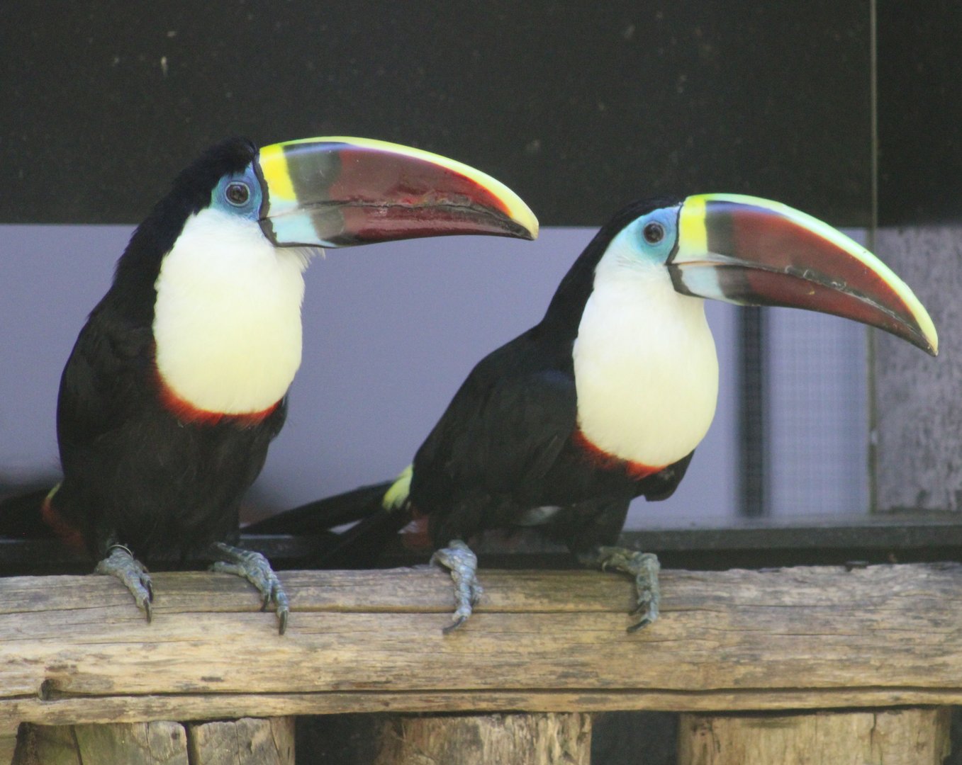 White-throated toucans