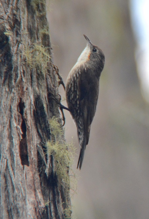White-throated tree-creeper