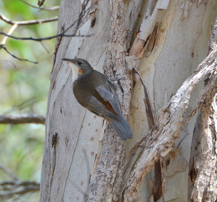 White-throated tree-creeper