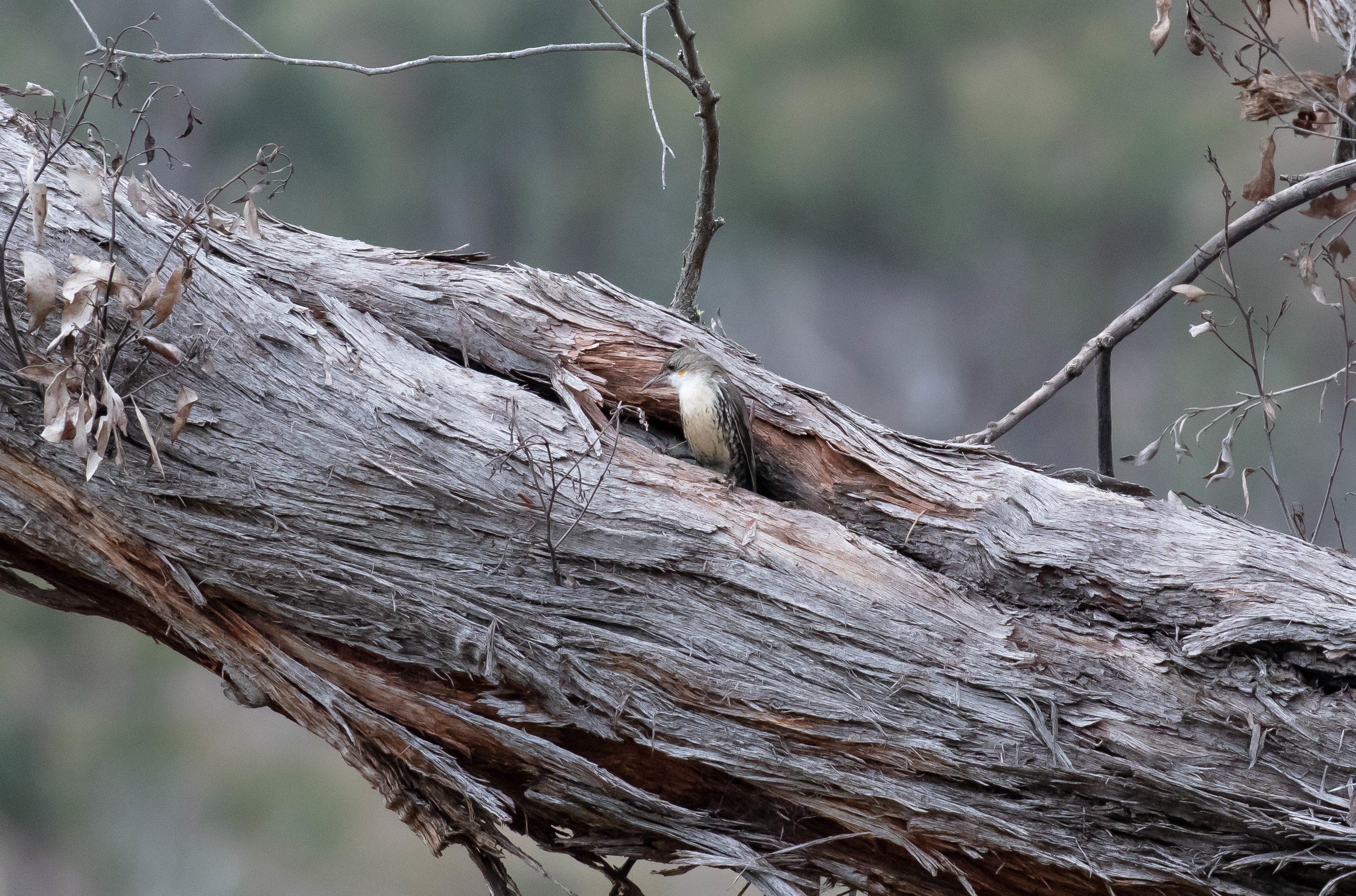 White-throated Treecreeper at nest site